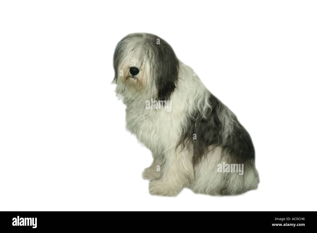 Polish Lowland Sheepdog in posa Foto Stock