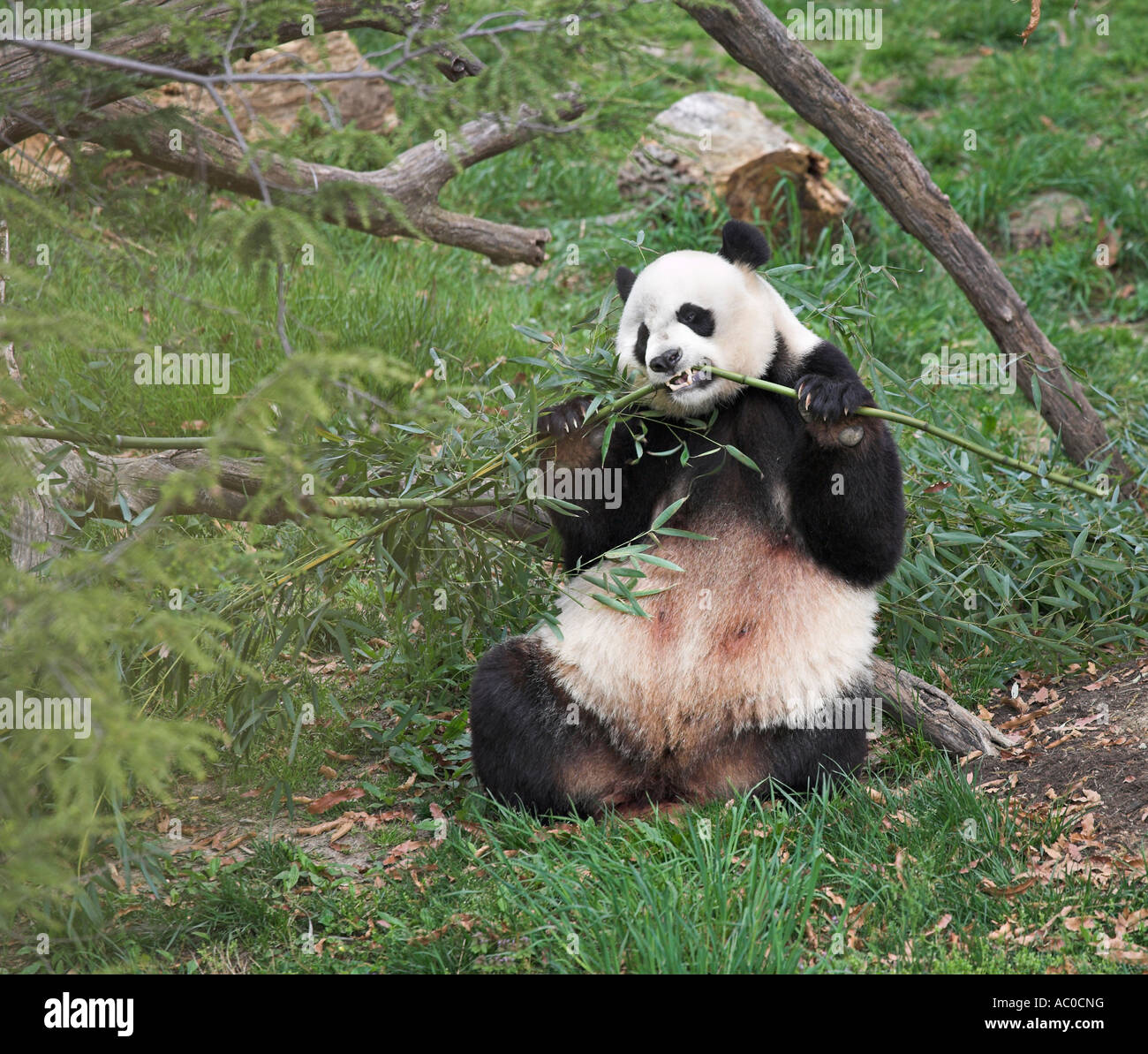 Scricchiolio di Panda Foto Stock