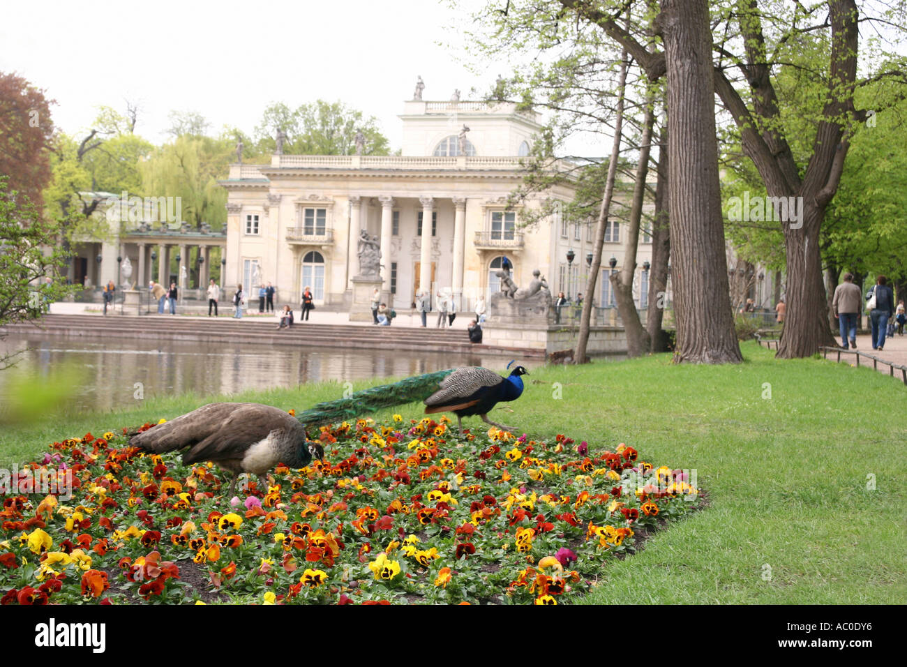 Palazzo sull'acqua nel Regio Parco Lazienki a Varsavia, Polonia Foto Stock
