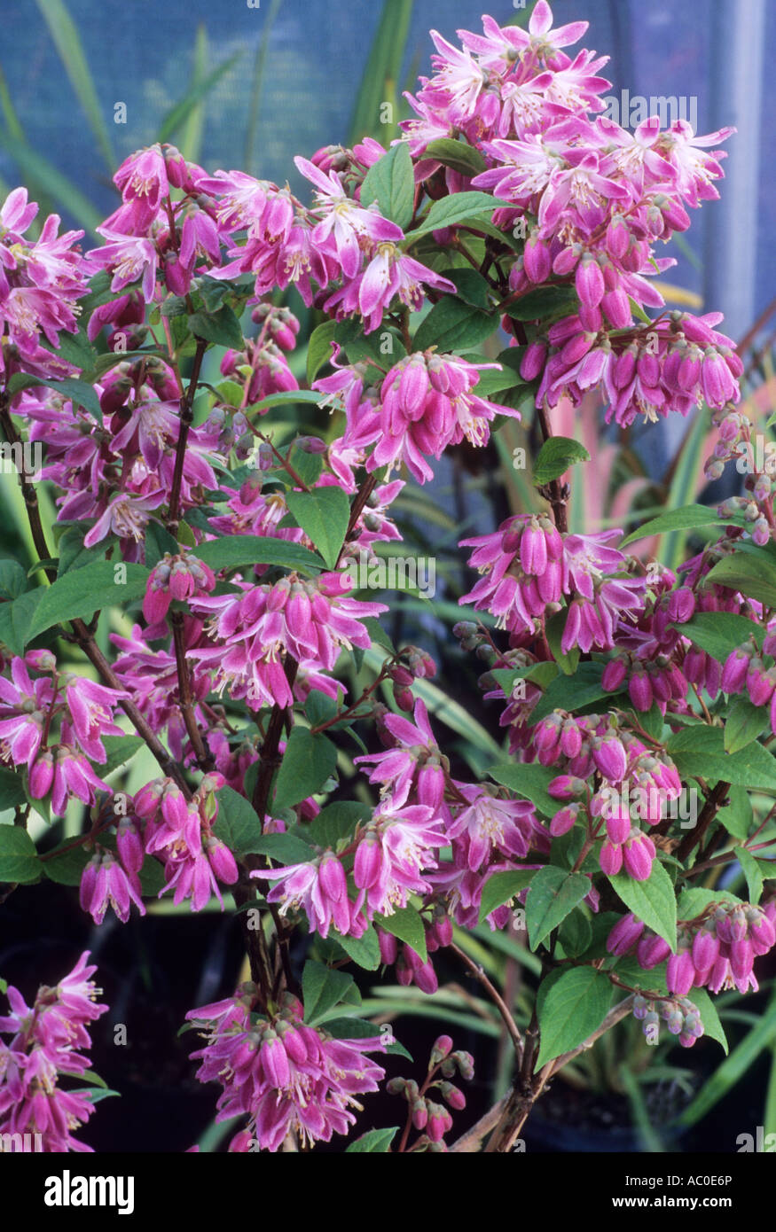 Deutzia x hybrida Magicien Foto Stock