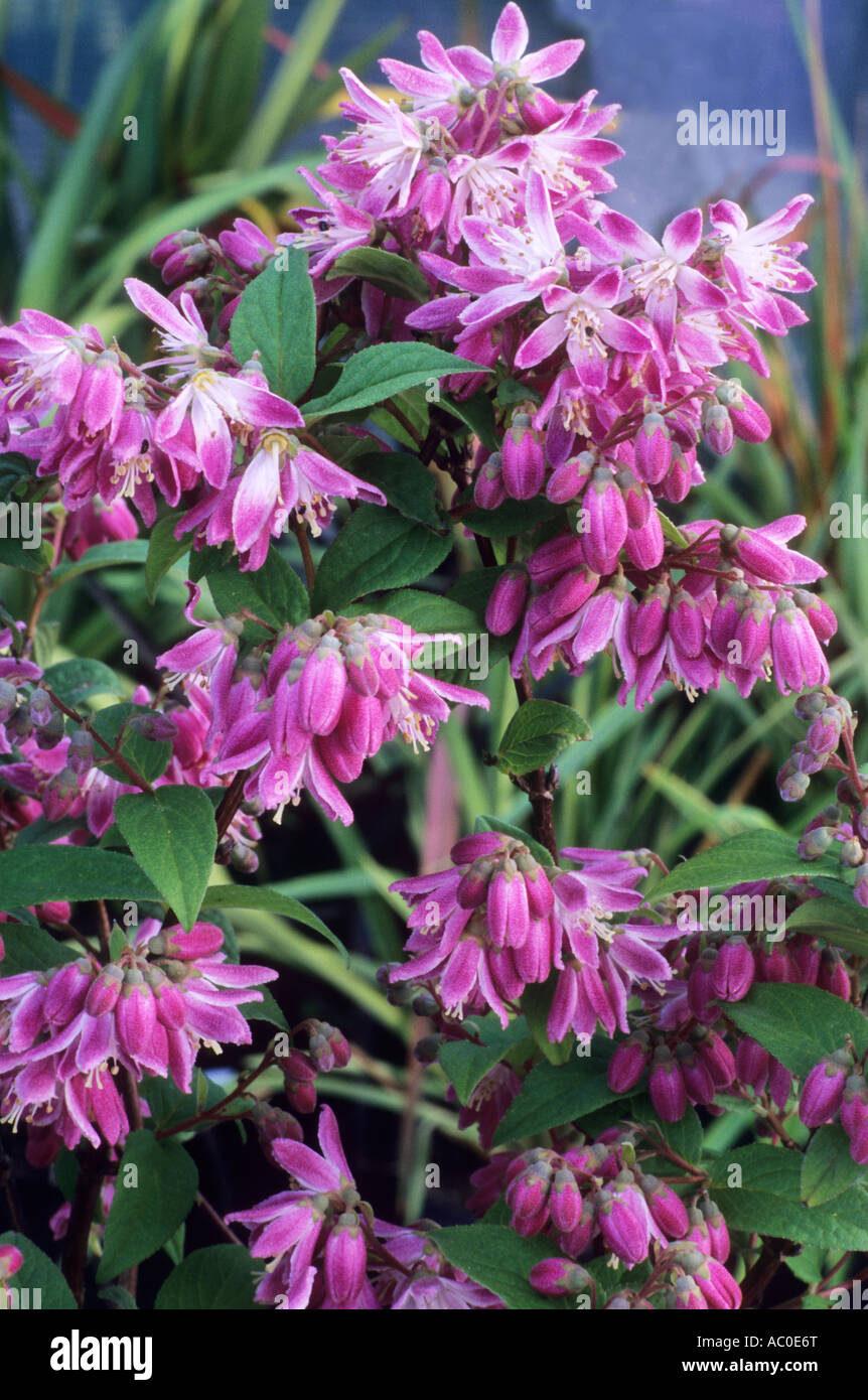 Deutzia x hybrida Magicien Foto Stock