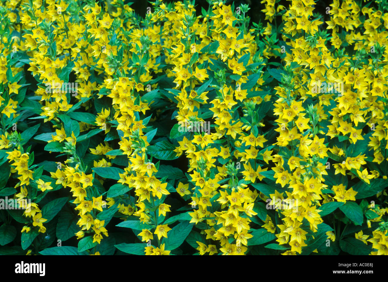 Lysimachia punctata Giardino Loosaestrife Foto Stock