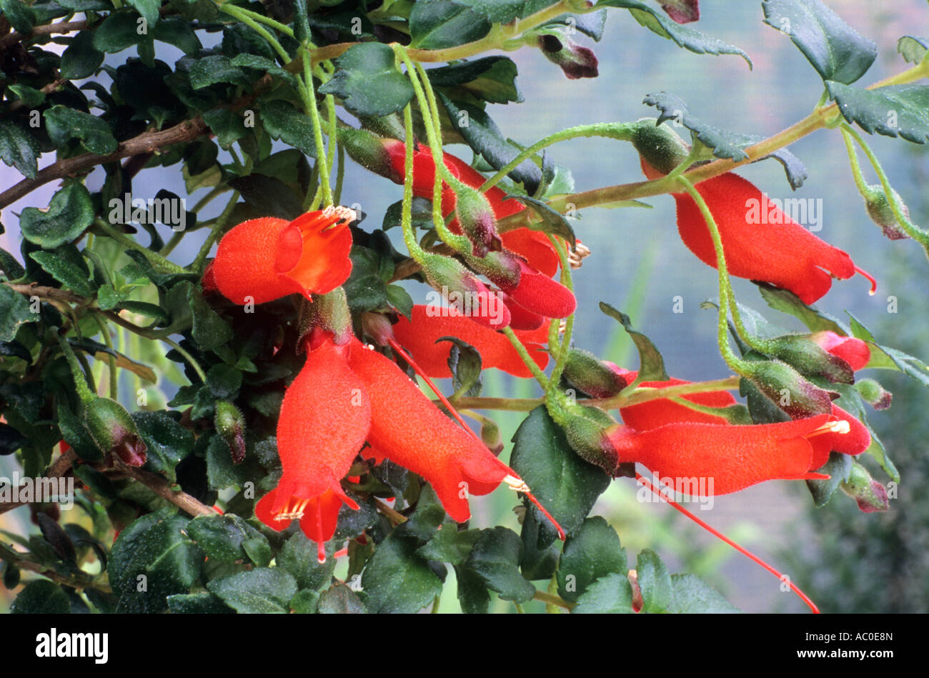 Mitraria coccinea ' Lago Puyehue', falesia di impianto, rosso arancio fiori Foto Stock