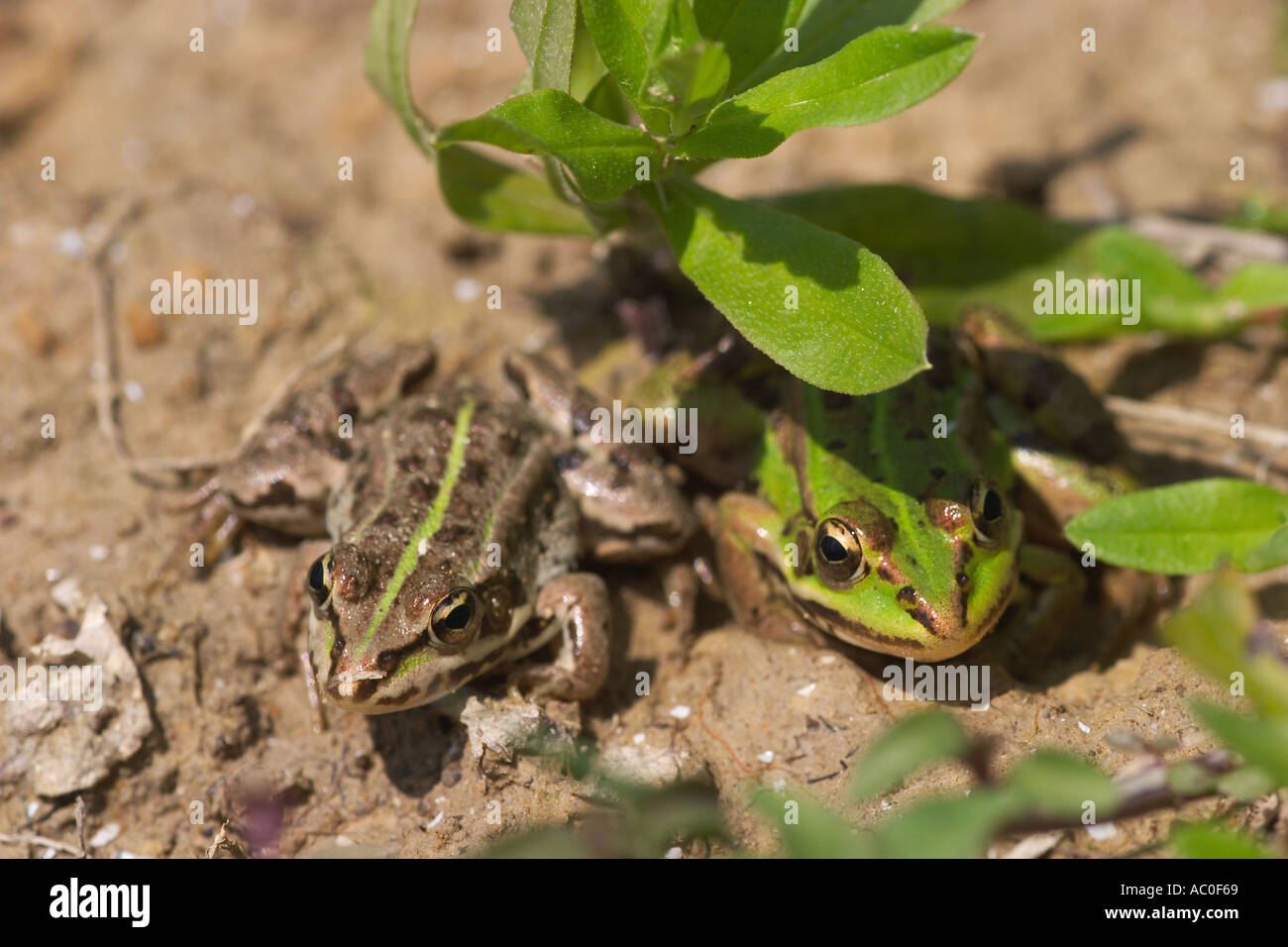 Rana acqua europeo comune di Rospo Rana esculenta giovani animali Foto Stock