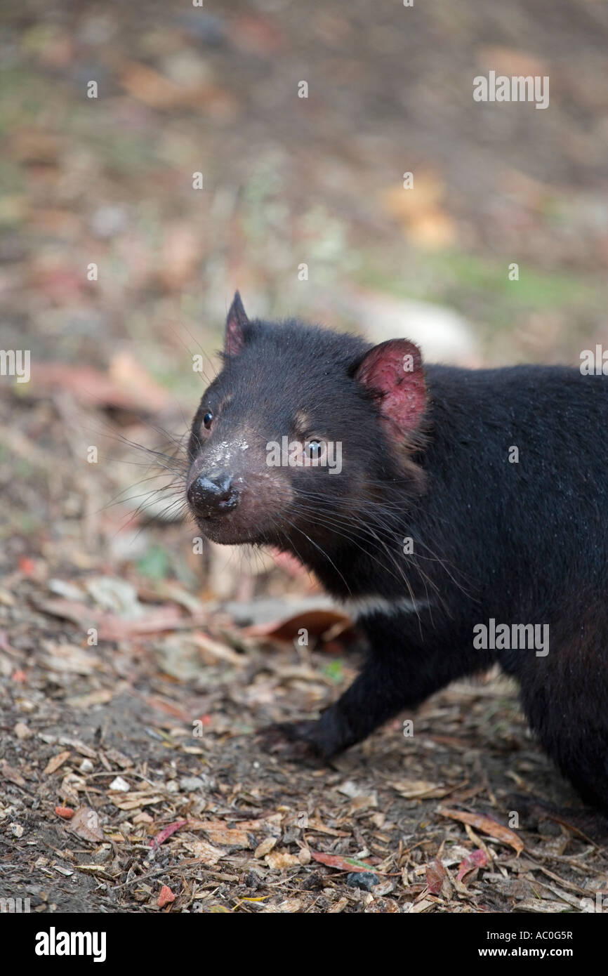Un diavolo della Tasmania a qualcosa di natura selvaggia riserva vicino campo di montaggio Tasmania Foto Stock