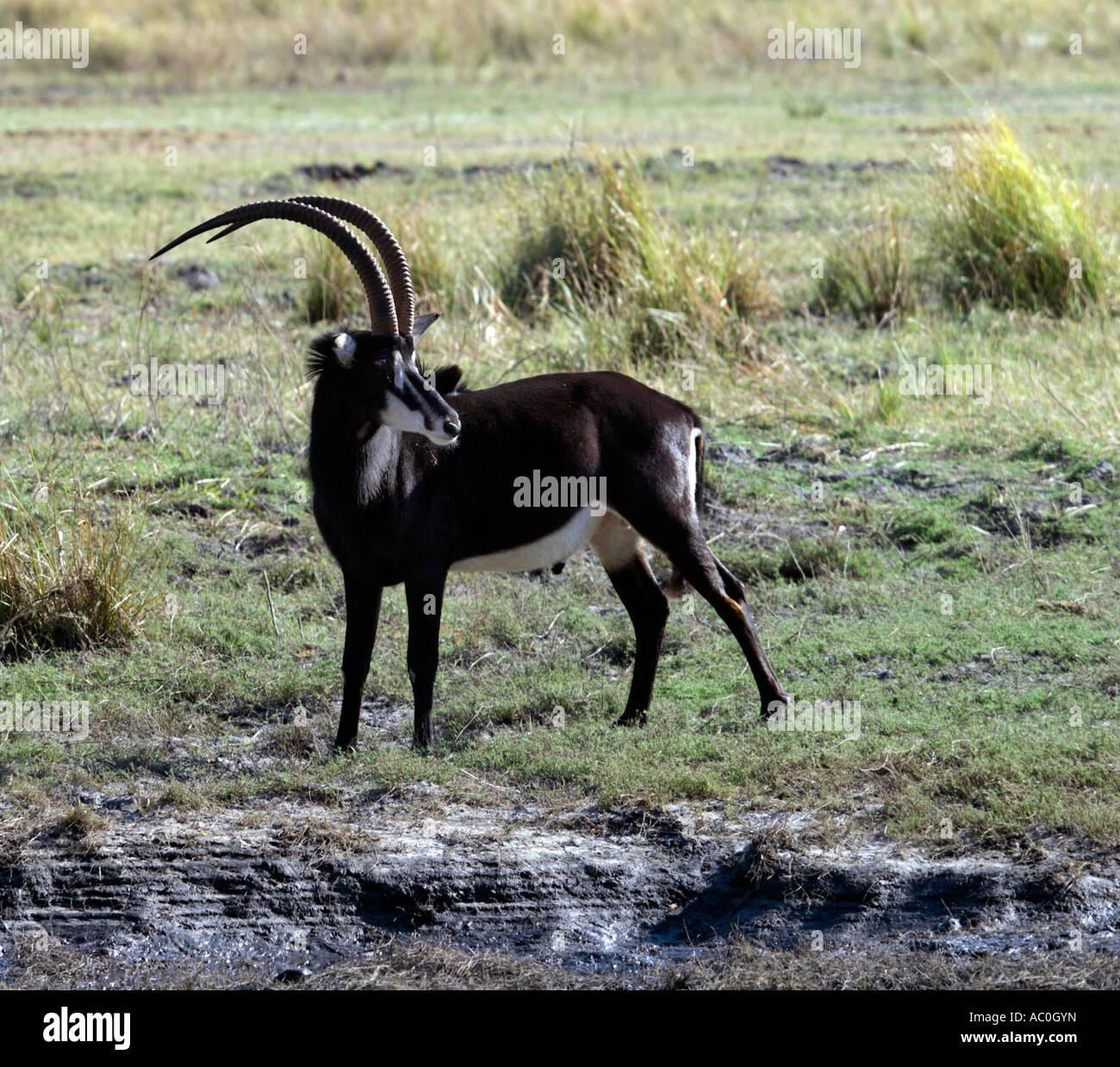 Un maschio Sable Antelope nel Chobe National Park con il loro getto cappotti di nero e bianco volti e underbellies Foto Stock