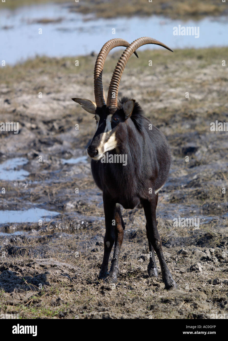 Un maschio Sable Antelope nel Chobe National Park con il loro getto cappotti di nero e bianco volti e underbellies Foto Stock
