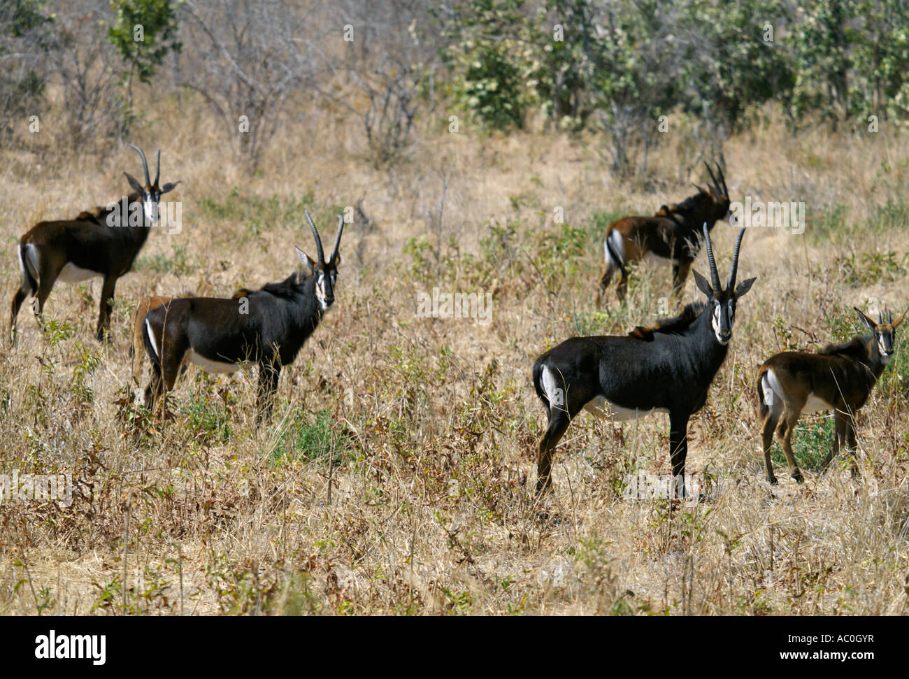 Una piccola mandria di Sable antilopi nel Chobe National Park con il loro getto cappotti di nero e bianco volti e underbellies Foto Stock