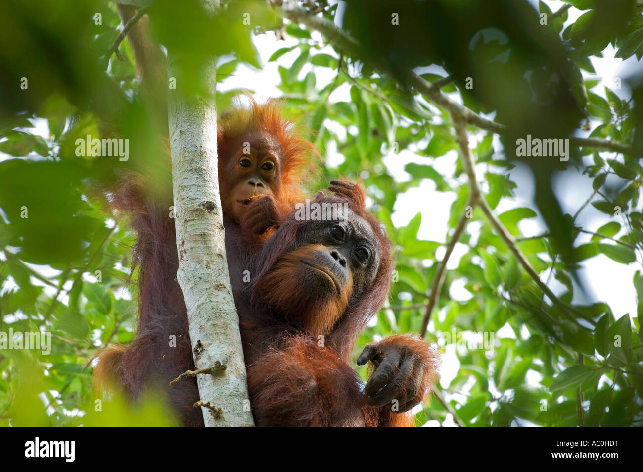 Wild orangutan in impostazioni arboral nella foresta pluviale nei pressi di Sepilok Borneo Foto Stock