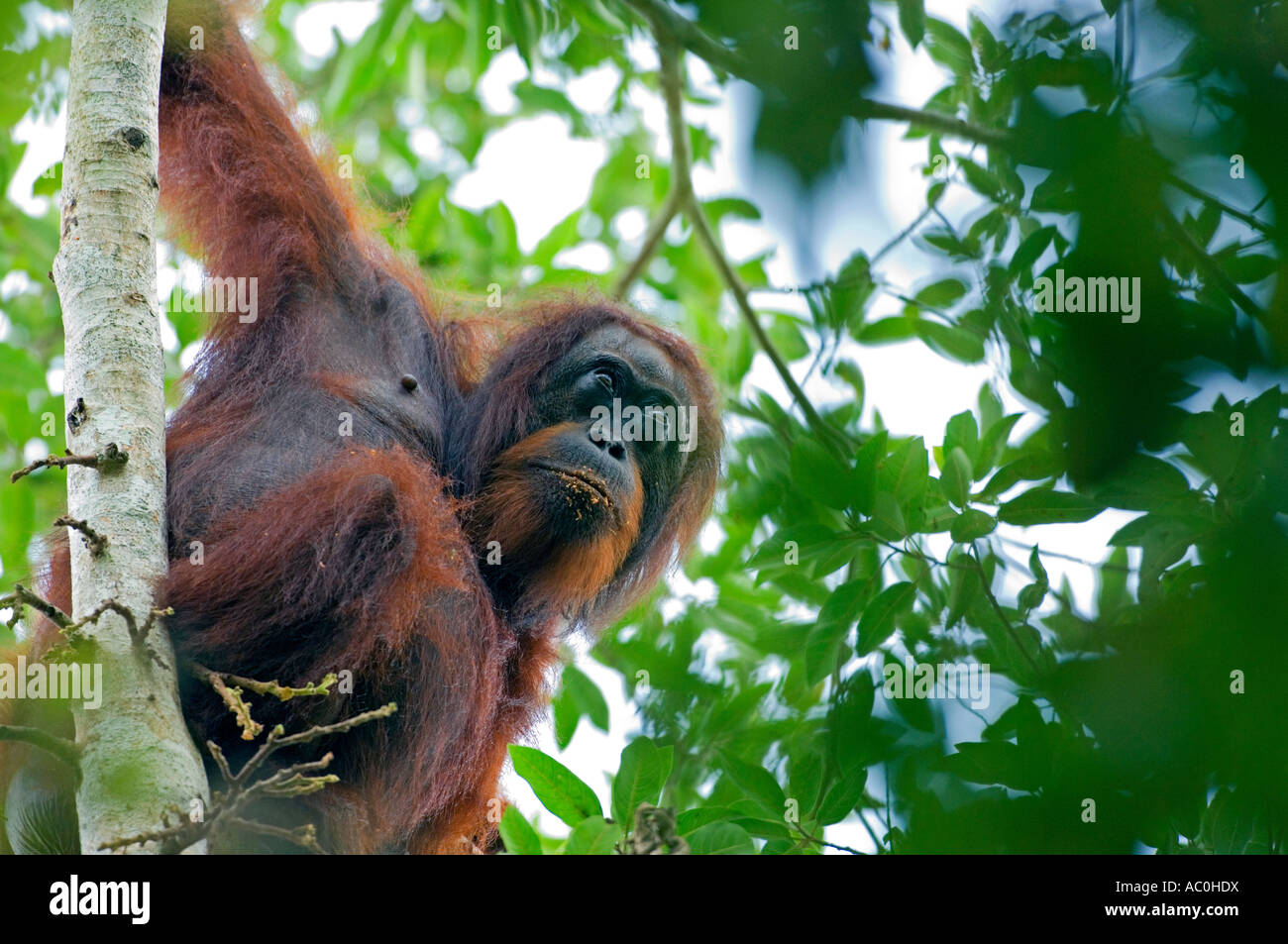 Wild orangutan in impostazioni arboral nella foresta pluviale nei pressi di Sepilok Borneo Foto Stock