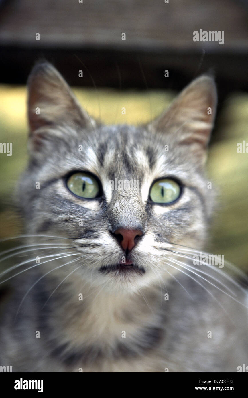 Close-up verticale di un gatto. Foto Stock