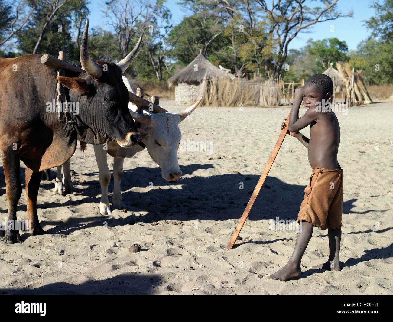 Un giovane ragazzo con servirono buoi in un villaggio nei pressi di Livingstone a sud-ovest dello Zambia Foto Stock