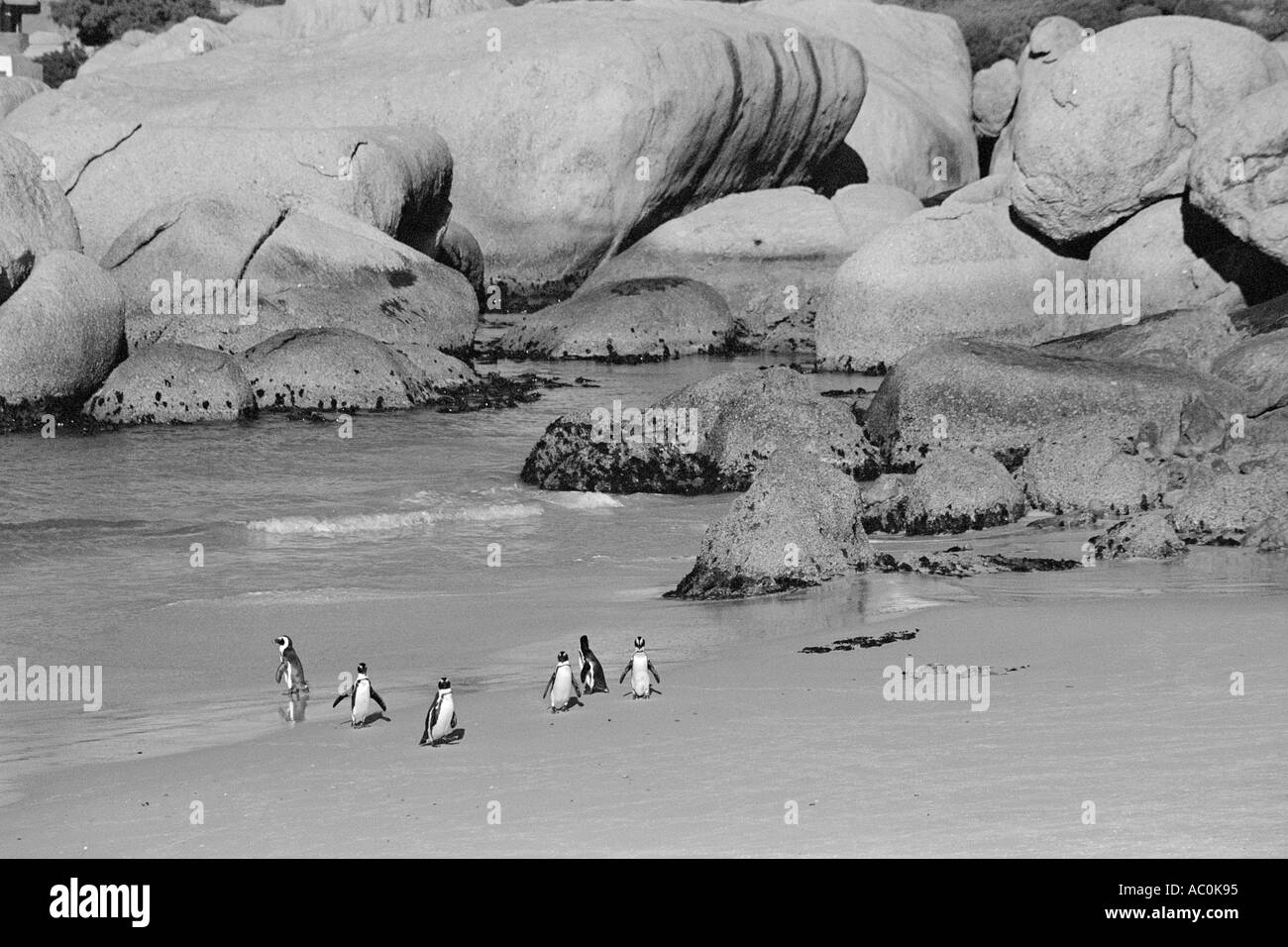 Gruppo di pinguini Jackass di fronte a punta arrotondata massi di rocce Bay nr Città del Capo Sud Africa Foto Stock