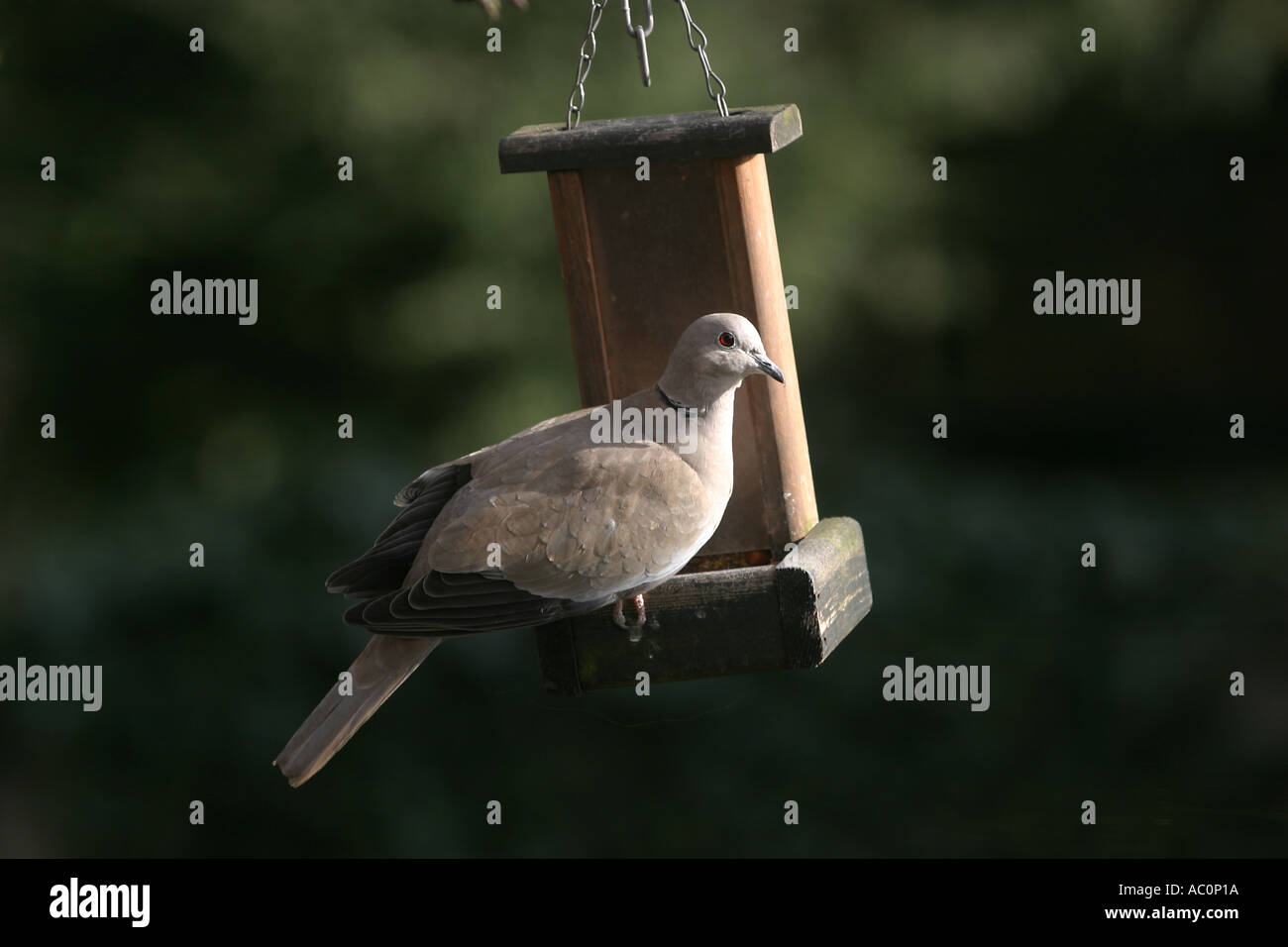 Colomba a collare Streptopelia desaocto seduti su un Bird Feeder Foto Stock