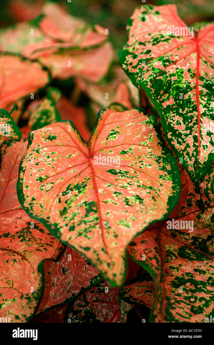 Begonia Rex foglie, noto anche come foglie dipinte di begonia. Foto Stock