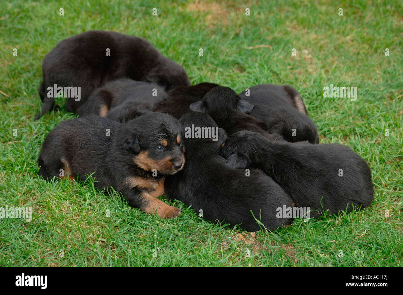 Una cucciolata di Puppys,appoggiata su un prato. Foto Stock