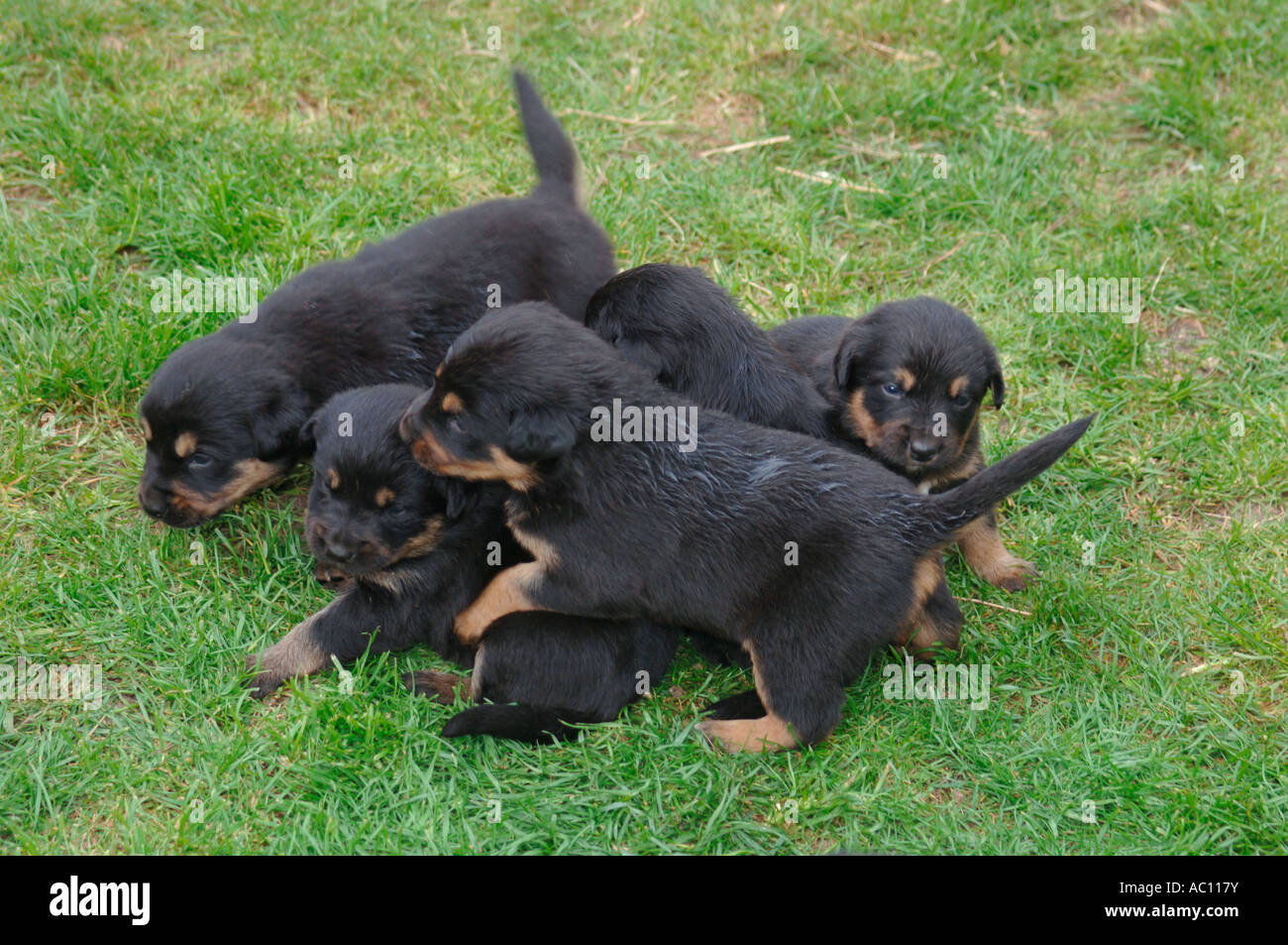Una cucciolata di Croce Rothwieller Labrador Puppys. Foto Stock