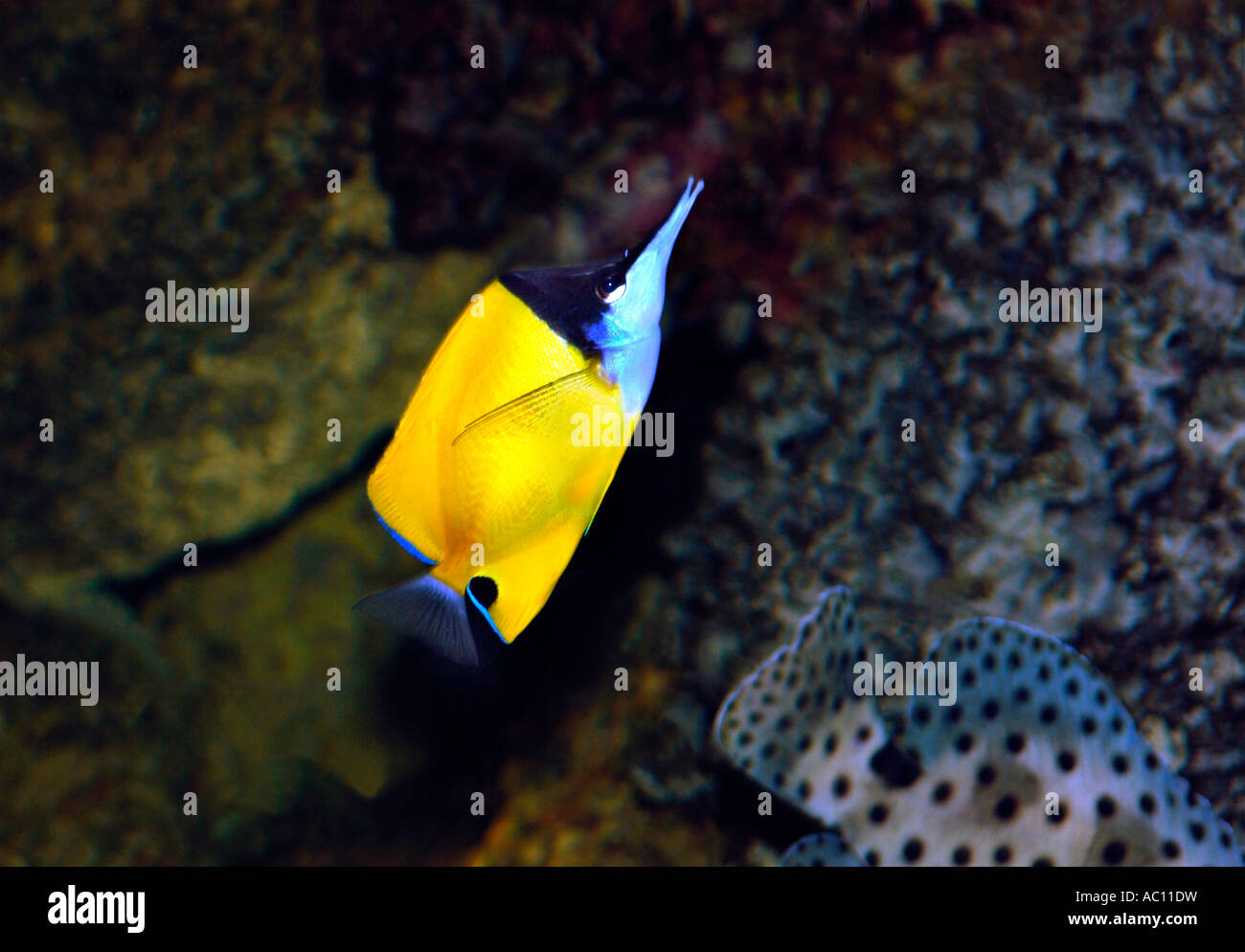 Giallo Becchi Lunghi pesci farfalla(Forcipiger Flavissimus). Foto Stock