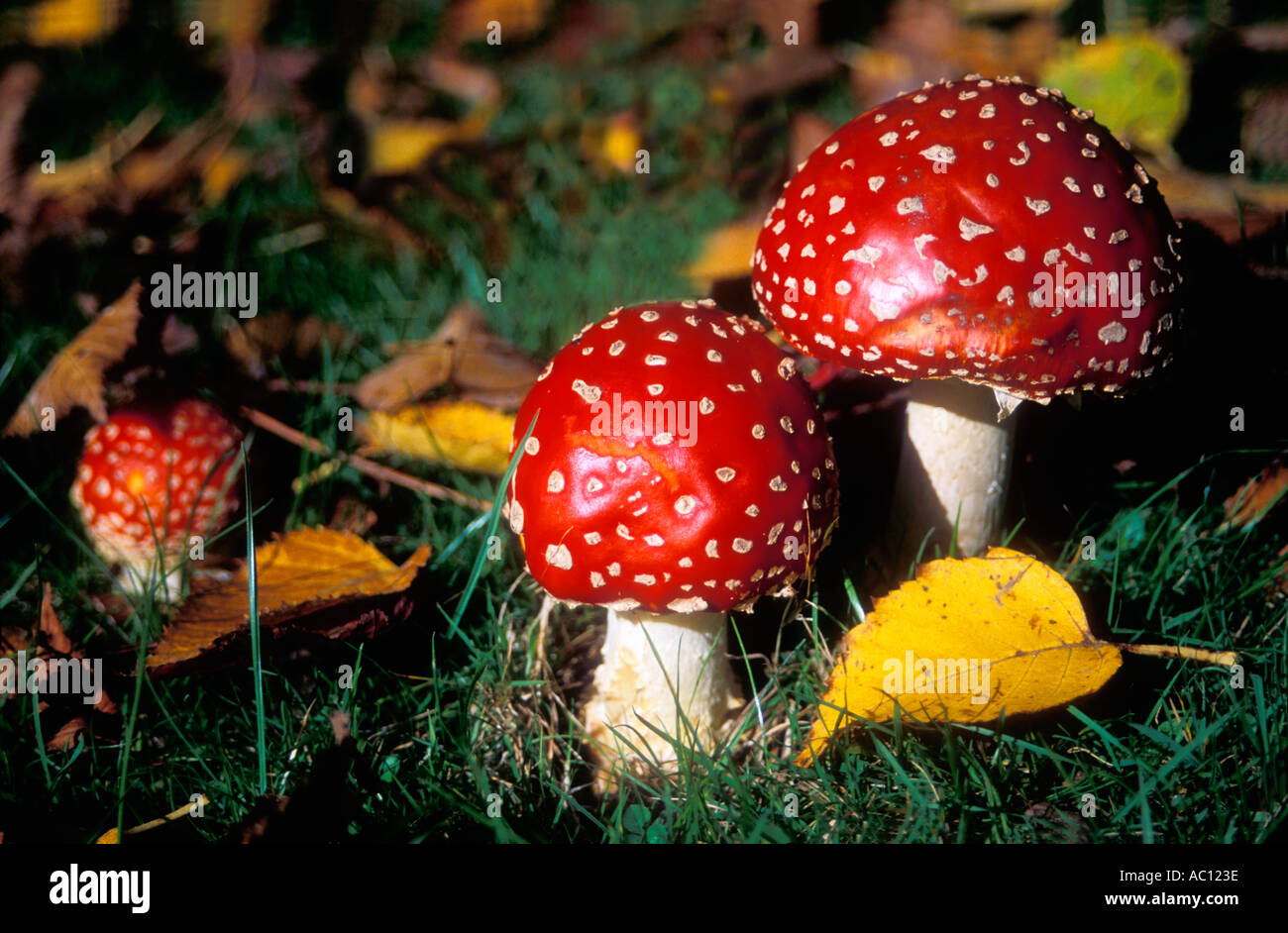 Fly Agaric toadstools amanita muscaria Foto Stock