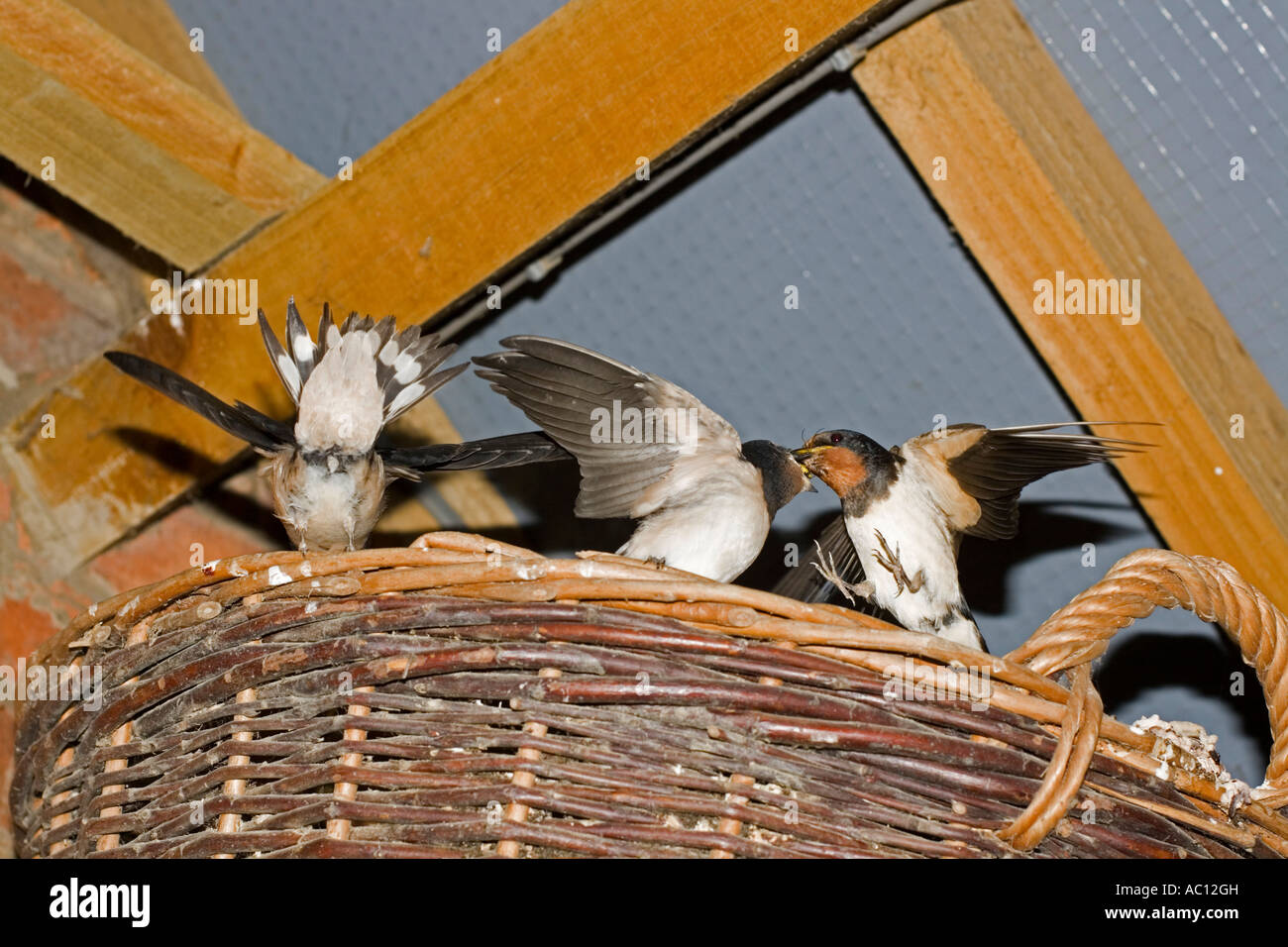 Femmina adulta swallow Hirundo rustica uccellino di alimentazione sul cestello nel tetto Costwolds REGNO UNITO Foto Stock