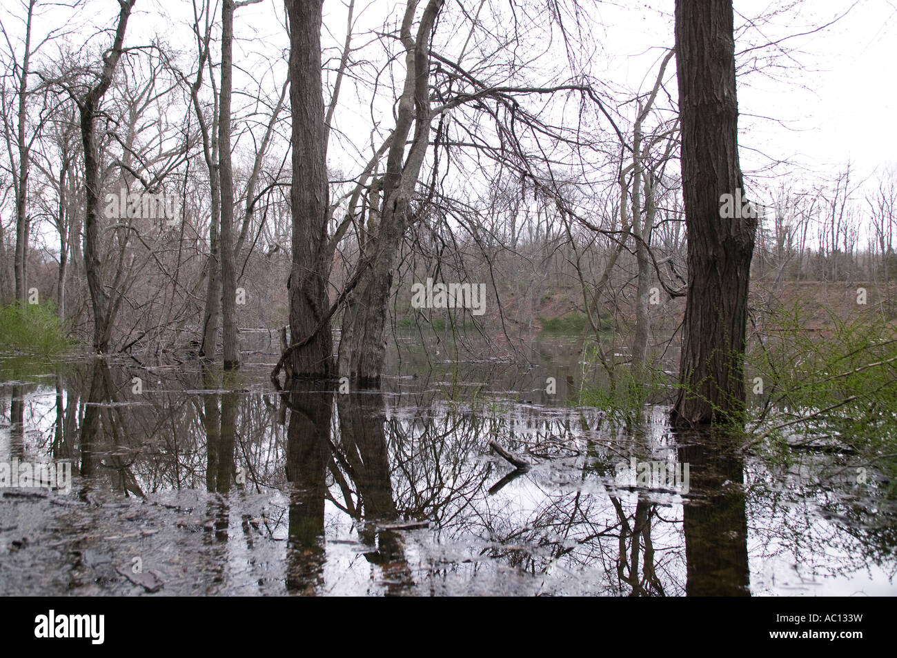 Alberi che crescono in un lago Foto Stock