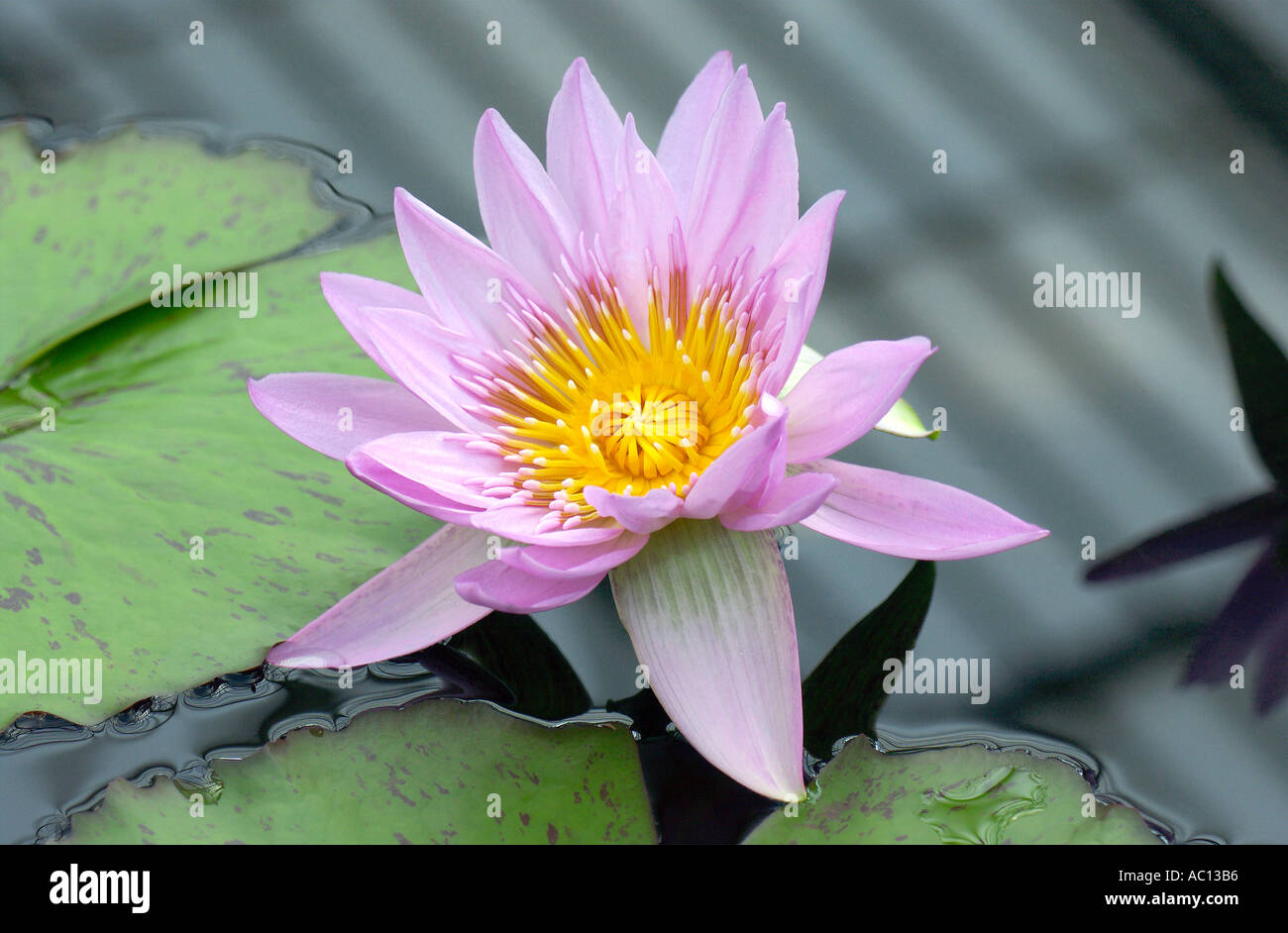 Nymphaea generale Pershing Nymphaeceae Foto Stock