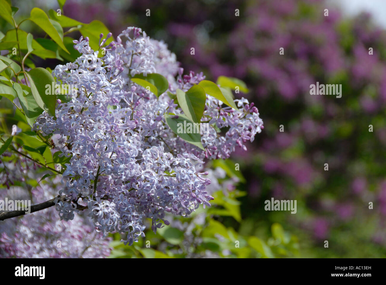 Lillà viola Foto Stock