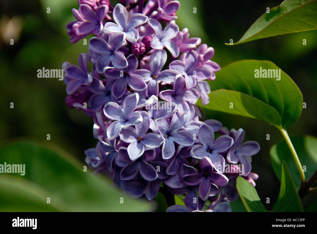 Lillà viola Foto Stock