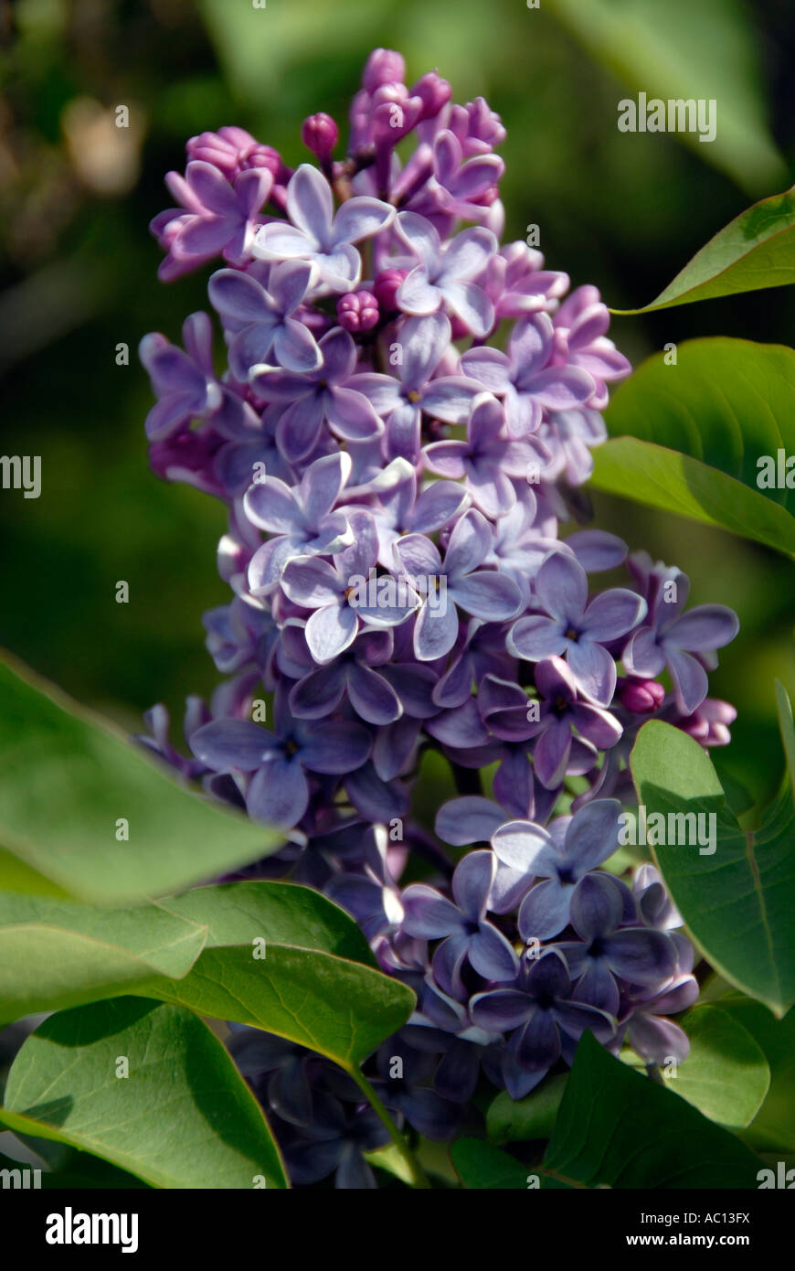 Lillà viola Foto Stock