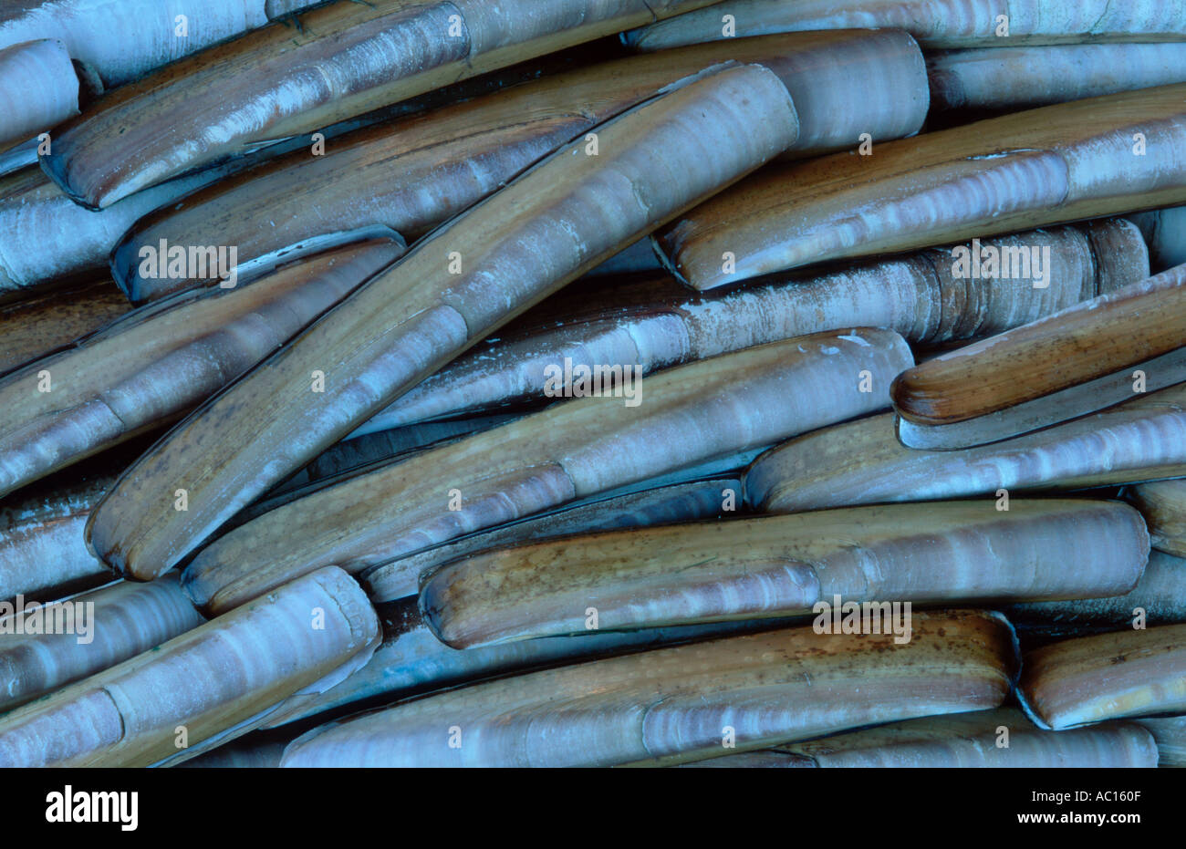 Rasoio di comune clam shell parco nazionale del mare di Wadden Schleswig Holstein Germania Ensis ensis Foto Stock