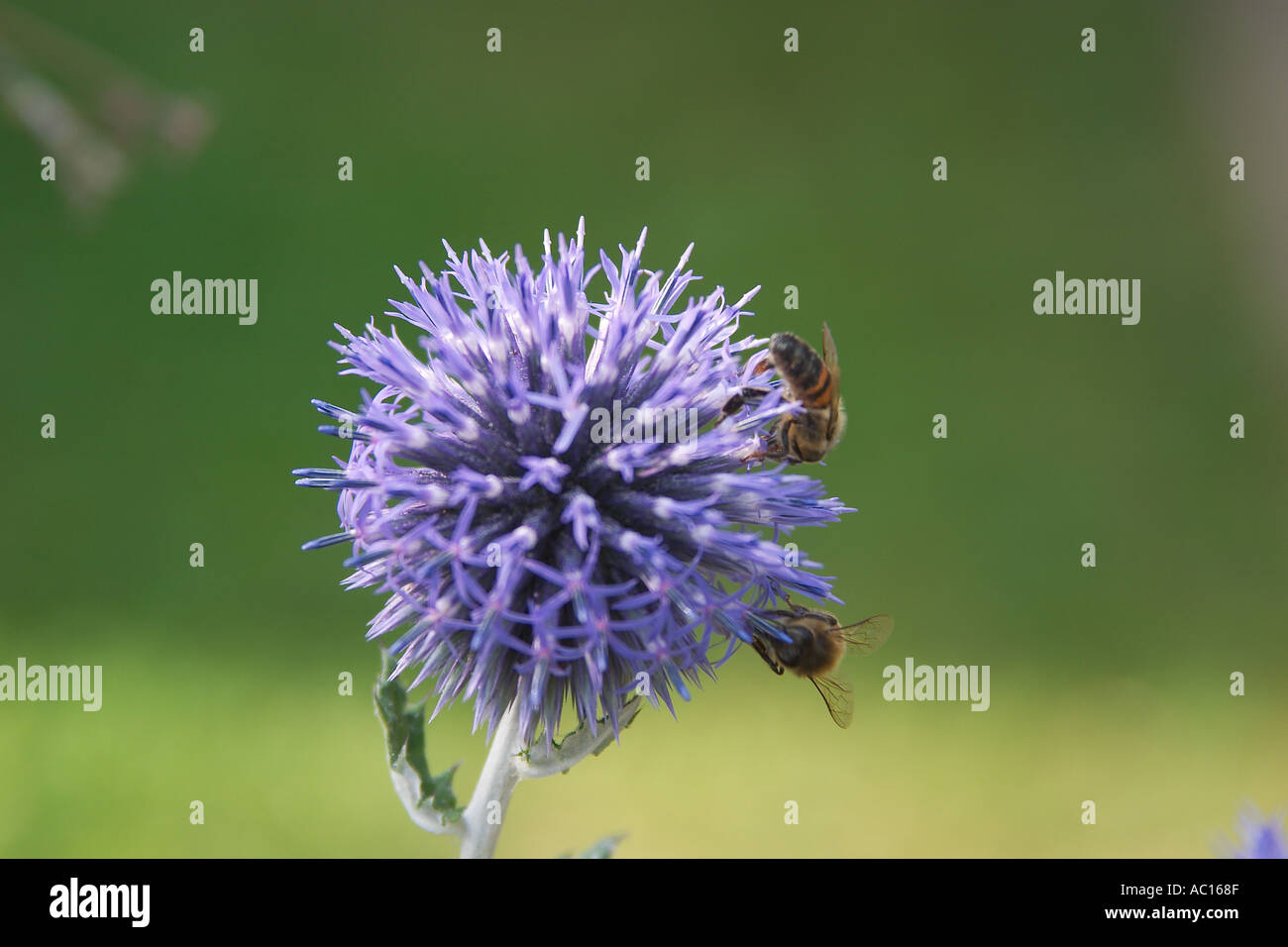 2 API sul fiore di un globo thistle Foto Stock