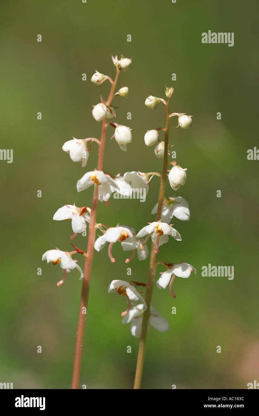 Ound lasciava American Wintergreen Pyrola rotundifolia Alpi Giulie Slovenia Foto Stock