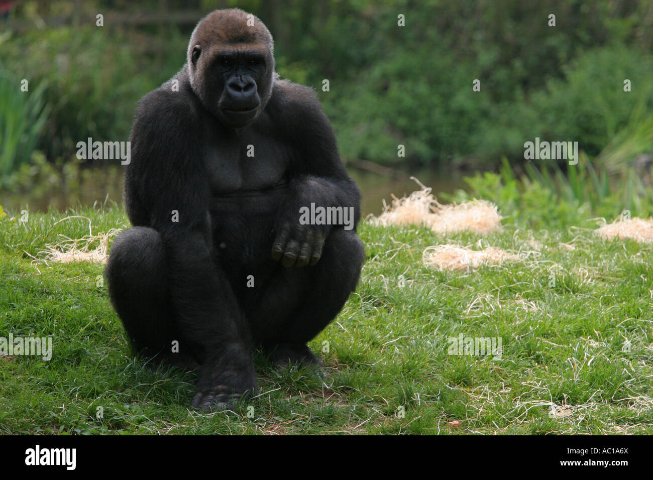 Di colore scuro Western pianura gorilla seduto sulla sua haunches al di fuori della sua zona notte su una riserva naturale Foto Stock