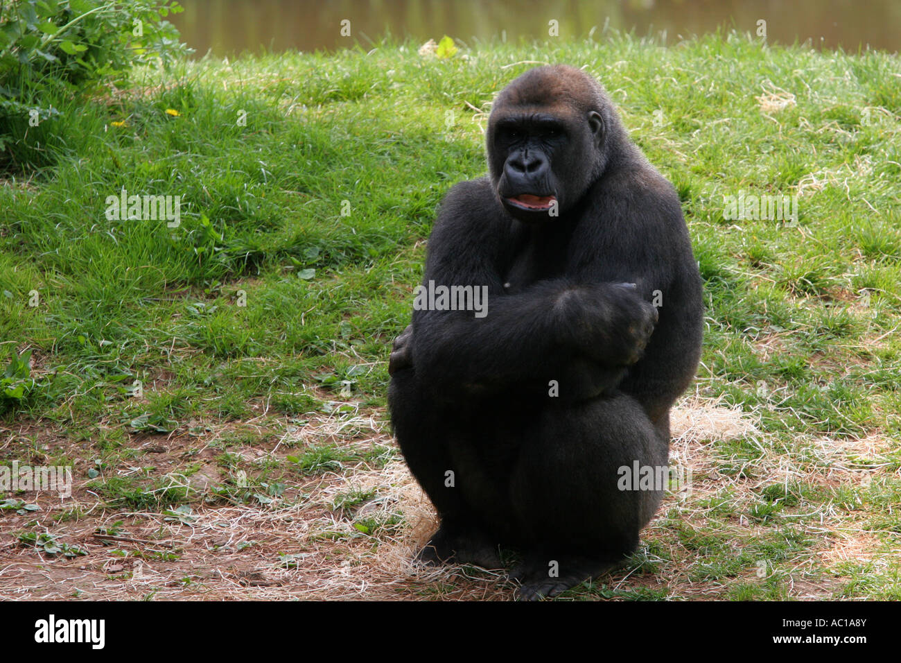 Di colore scuro Western pianura gorilla seduto sulla sua haunches al di fuori della sua zona notte su una riserva naturale Foto Stock