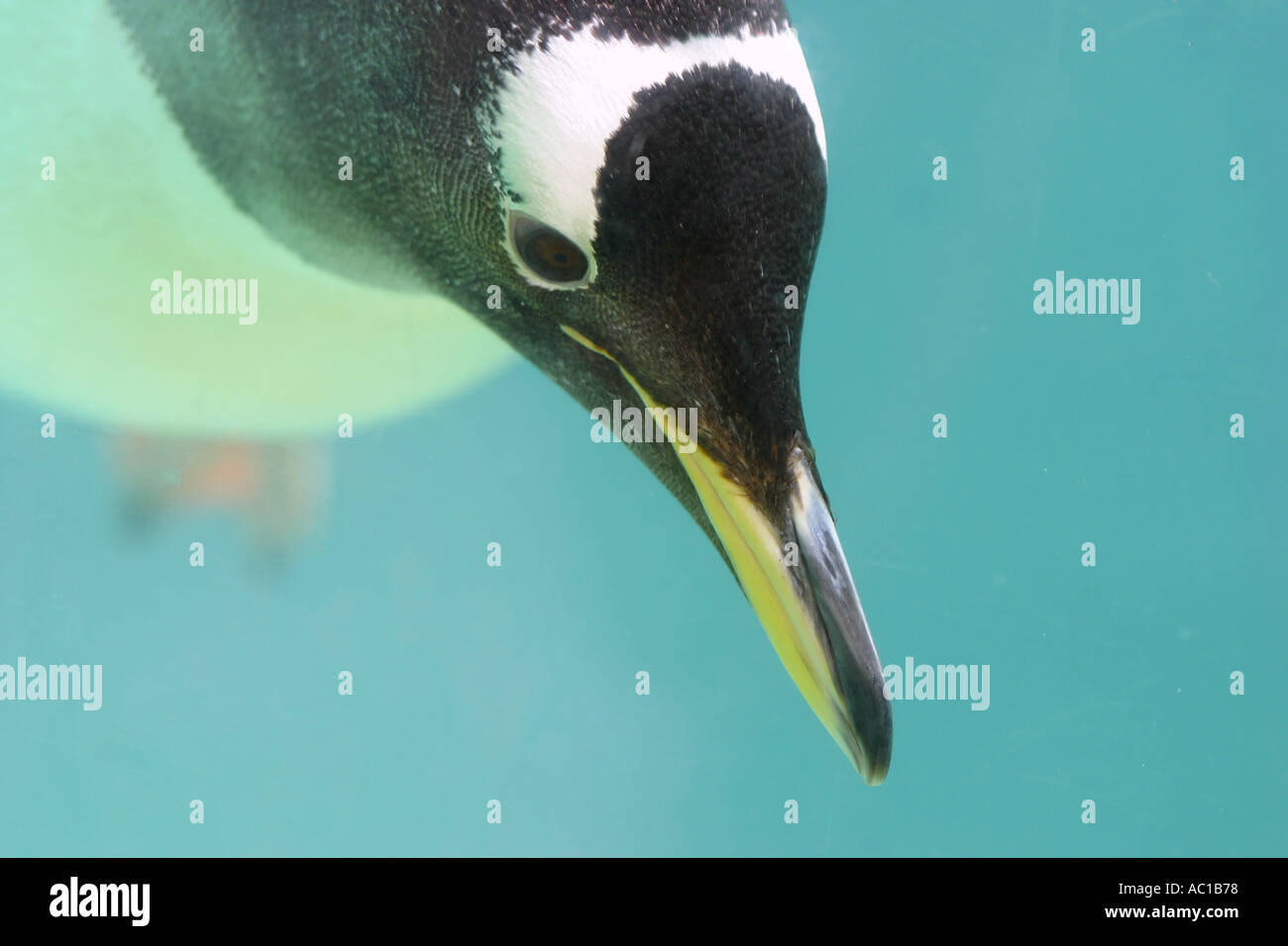 Pinguino nuoto Foto Stock
