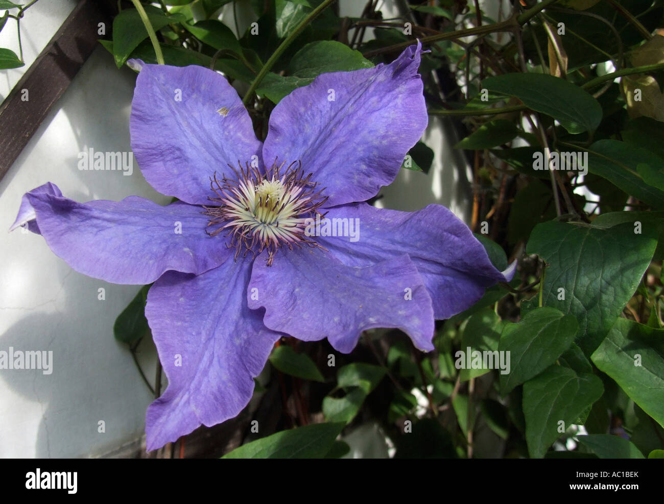 Viola la clematide flower close up Foto Stock