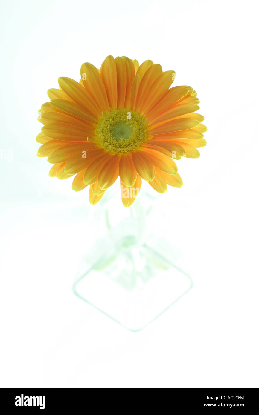 Gerber daisy nel vaso di vetro vicino fino Foto Stock