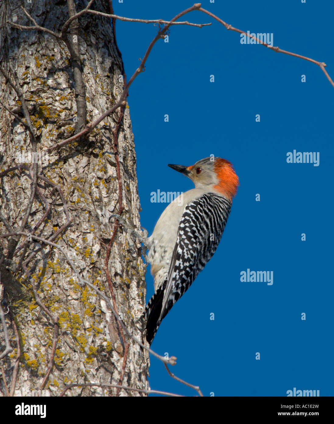Picchio Red-Bellied (melanerpes carolinus) Oklahoma, Stati Uniti d'America. Foto Stock