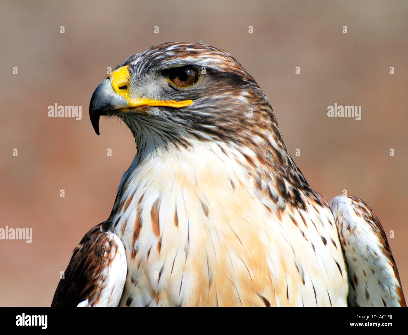 Vicino la testa e le spalle ritratto di una poiana ferruginosa Buteo regalis contro uno sfondo semplice fissando dritto Foto Stock