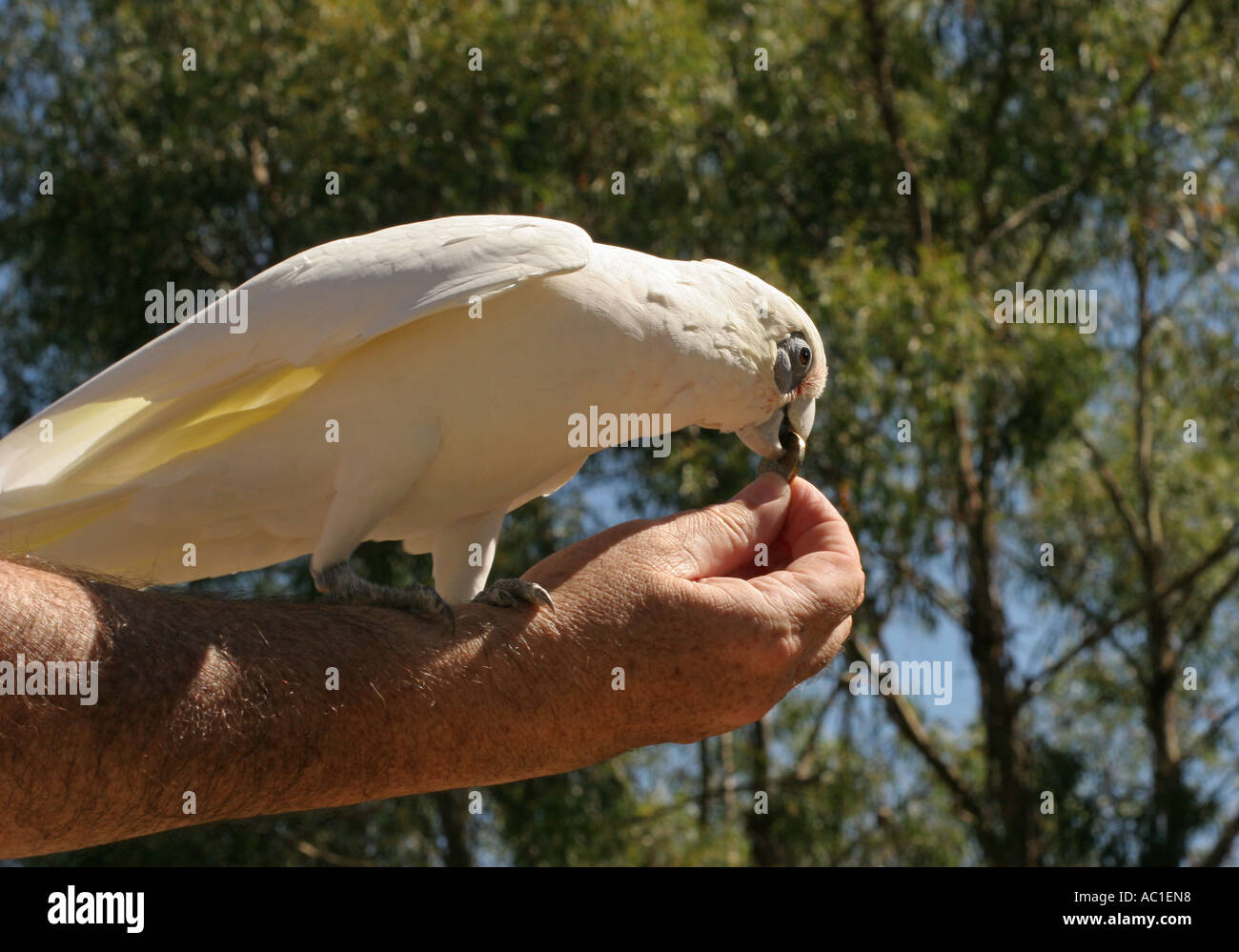 Un breve fatturati Corella tenendo un dollaro australiano moneta da una mano mans Foto Stock