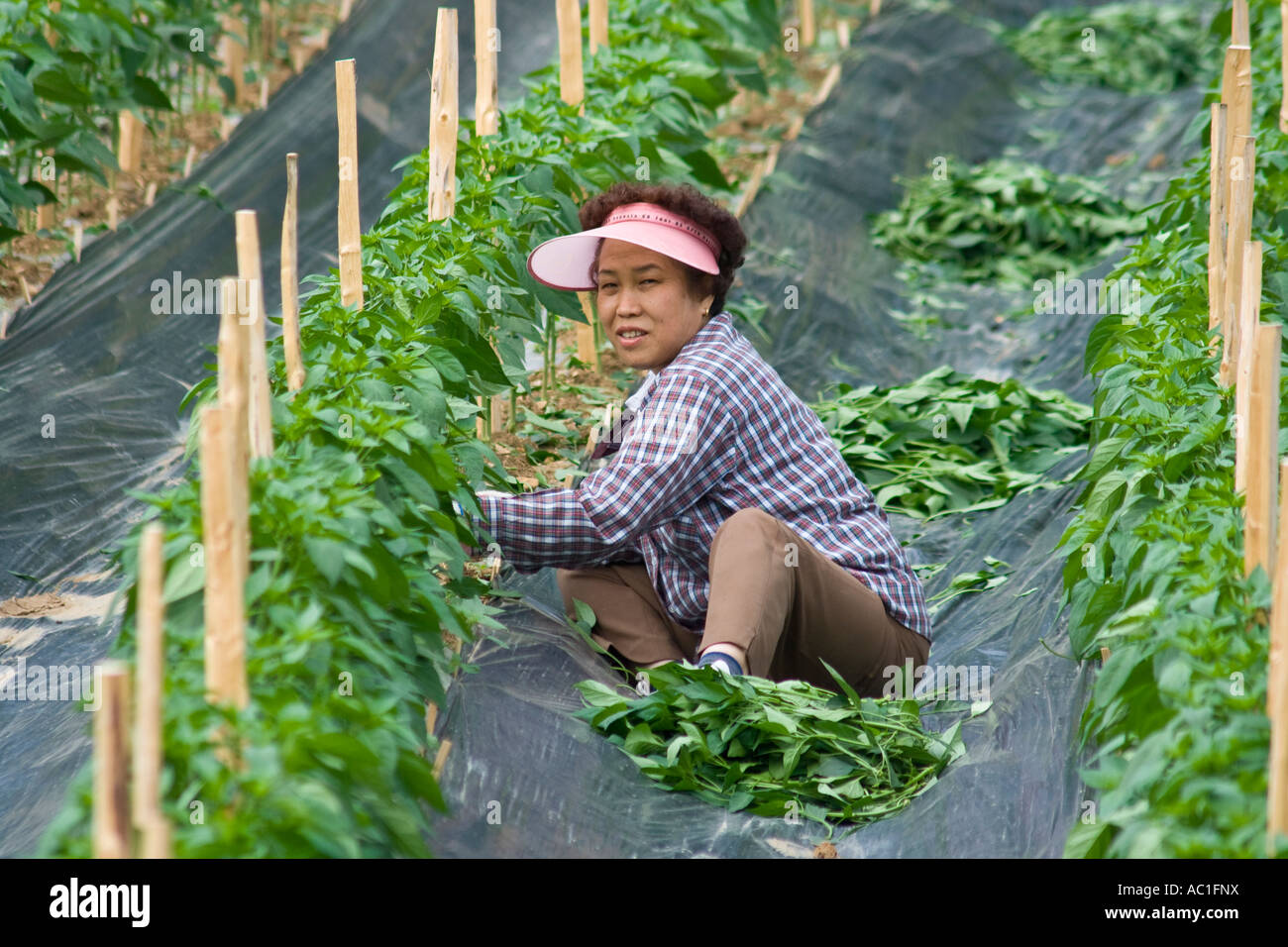 Le donne che lavorano in campi di peperoncino Corea del Sud Foto Stock