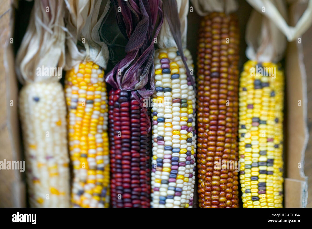 Diverse varietà di tutoli di mais Foto Stock