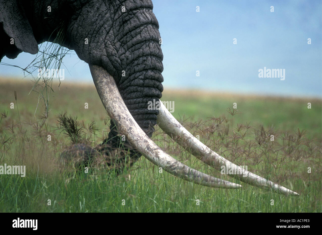 Close up di Bella coppia di eccezionale su zanne di elefante maschio nel cratere di Ngorongoro Tanzania Africa orientale Foto Stock