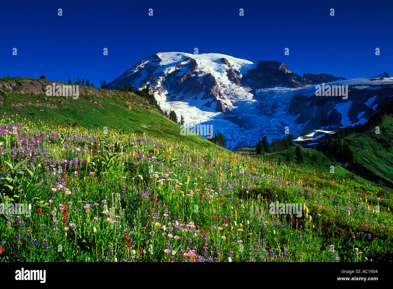 Mt Rainier sopra il paradiso di fioritura dei prati Il Parco Nazionale del Monte Rainier Washington STATI UNITI D'AMERICA Foto Stock
