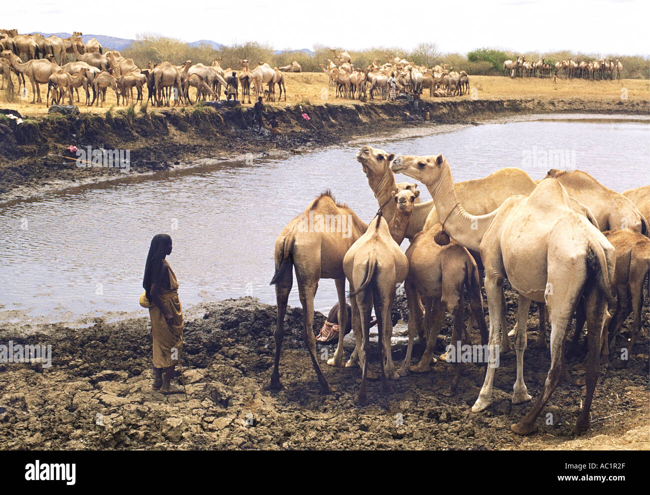 Acqua di persone i loro cammelli vicino a Turbi vicino al confine con l Etiopia nel nord del Kenya Africa orientale Foto Stock