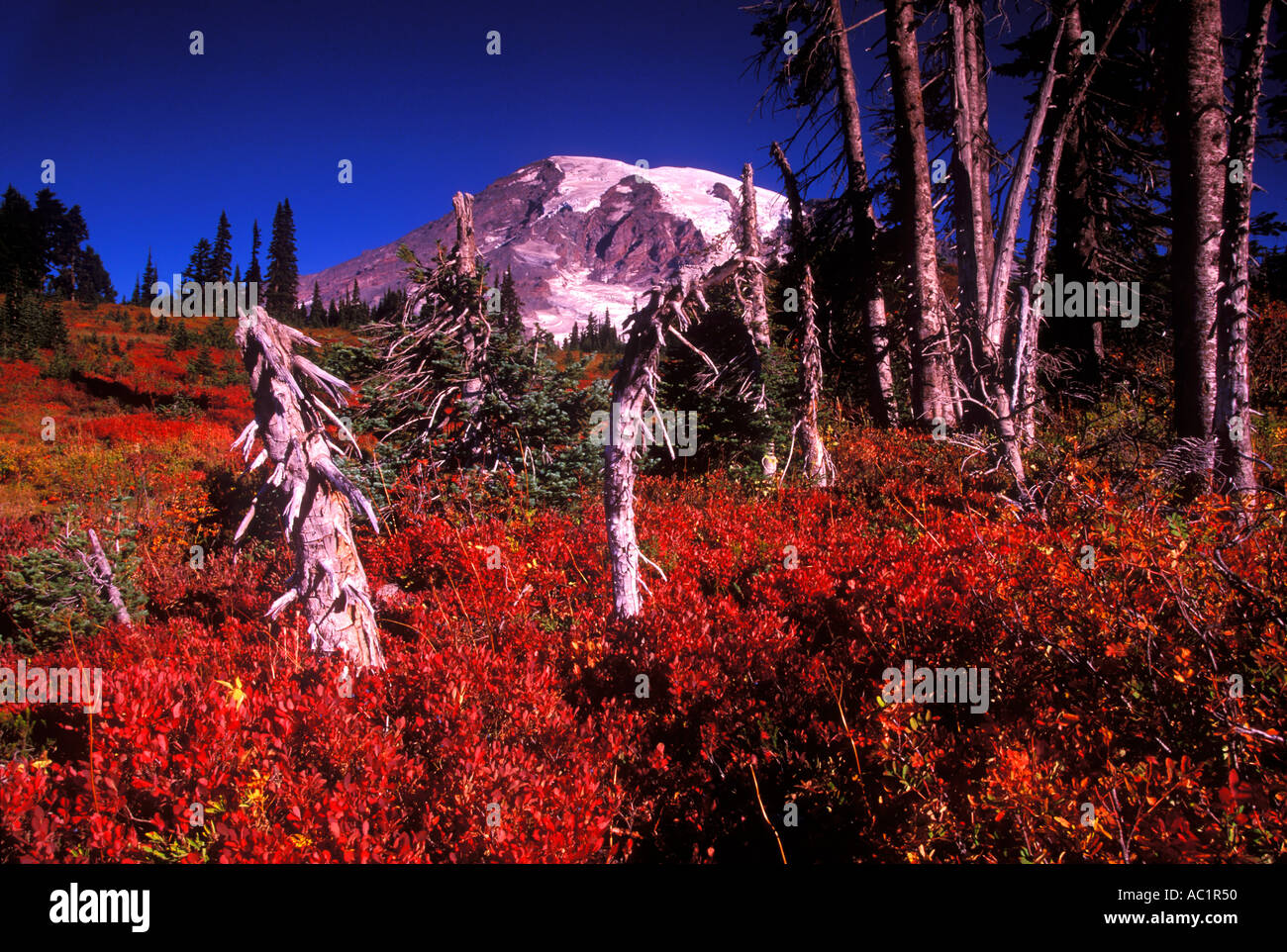 Mt Rainier sopra i colori dell'autunno in paradiso prati Il Parco Nazionale del Monte Rainier Washington STATI UNITI D'AMERICA Foto Stock