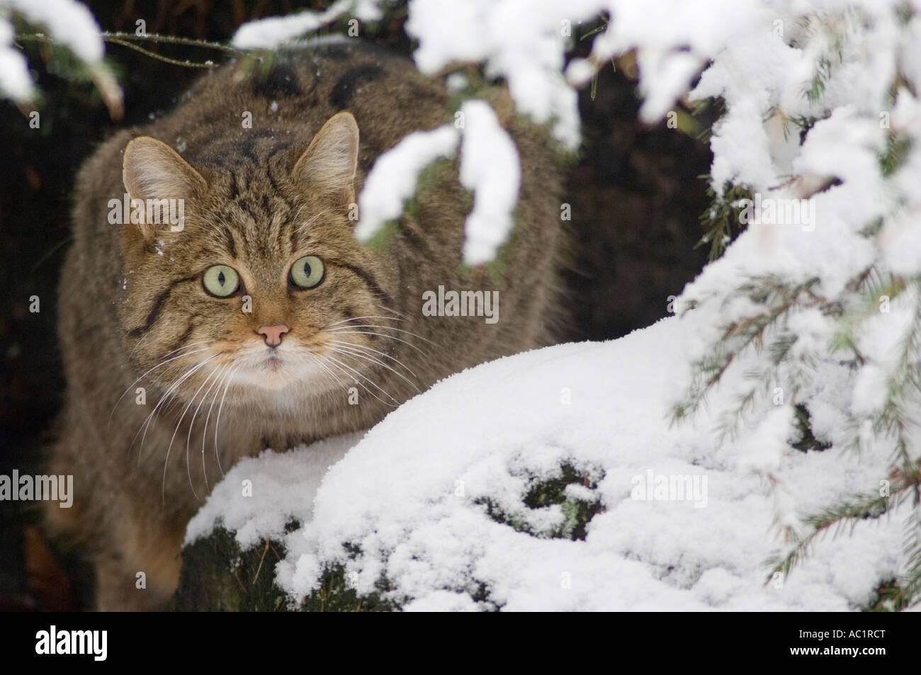 Wildcat in coperta di neve il legno Foto Stock