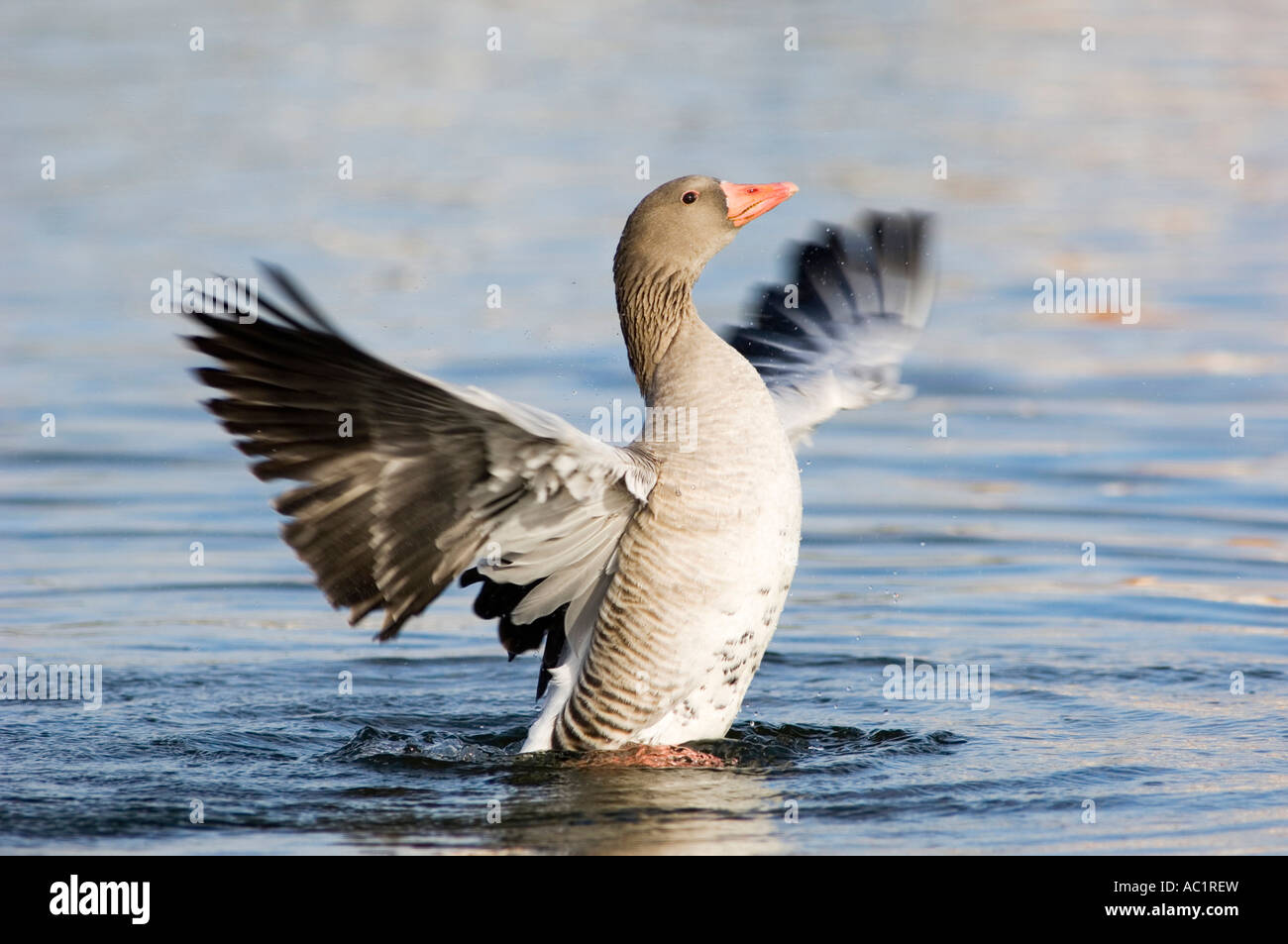 Grey Goose sul lago Foto Stock