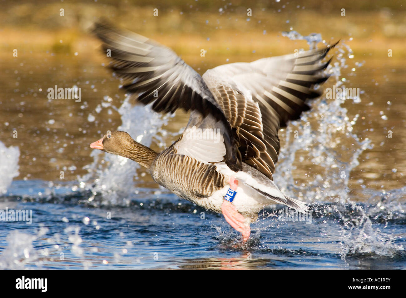 Grey Goose sul lago Foto Stock