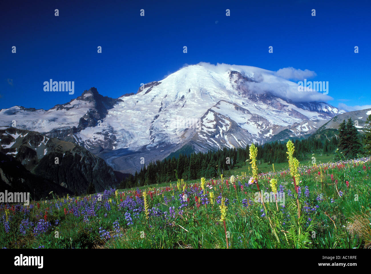 Mt Rainier sopra i fiori di Yakima Park a Sunrise il Parco Nazionale del Monte Rainier Washington STATI UNITI D'AMERICA Foto Stock